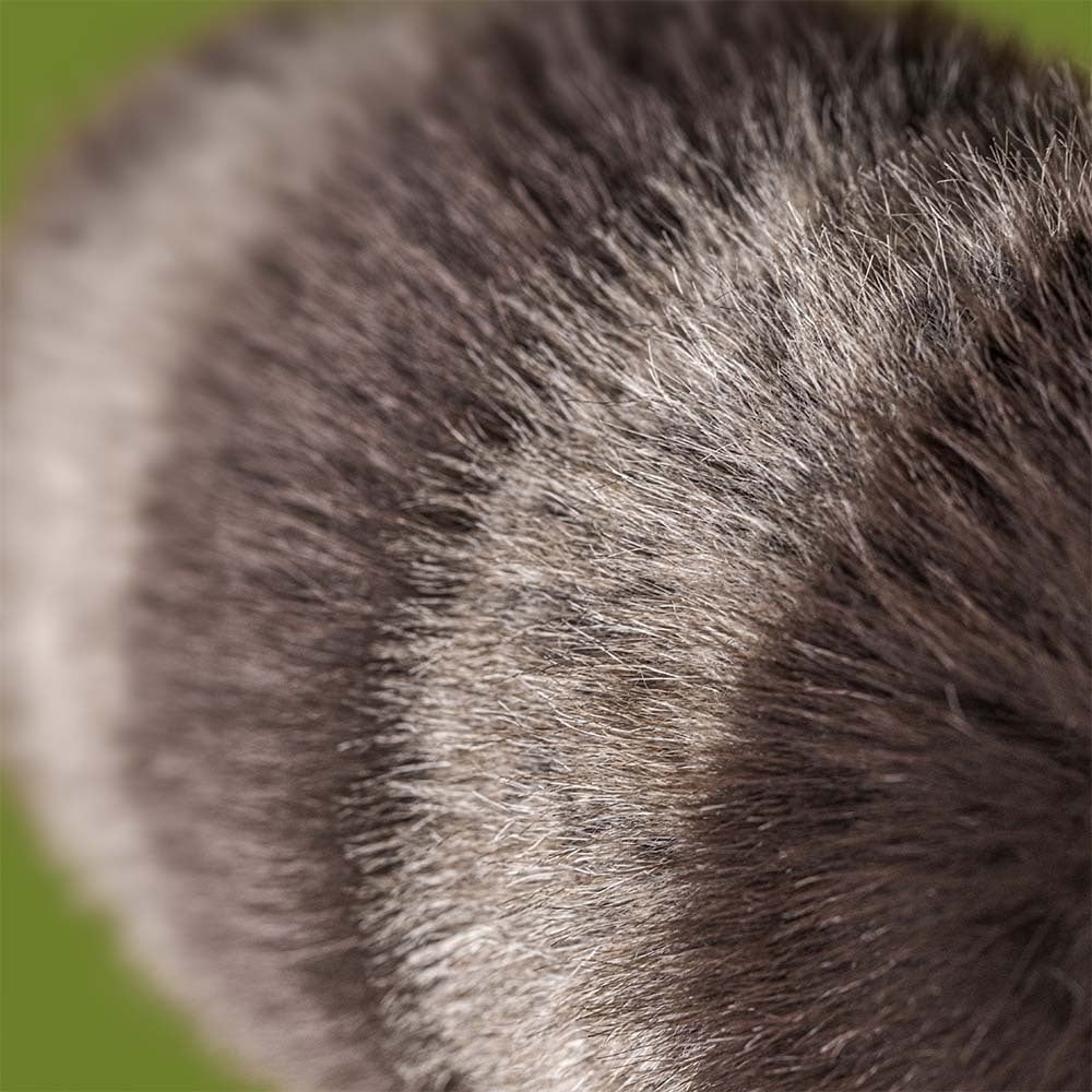 Jellycat Μαλακό Παιχνίδι Trixiwoo Raccoon